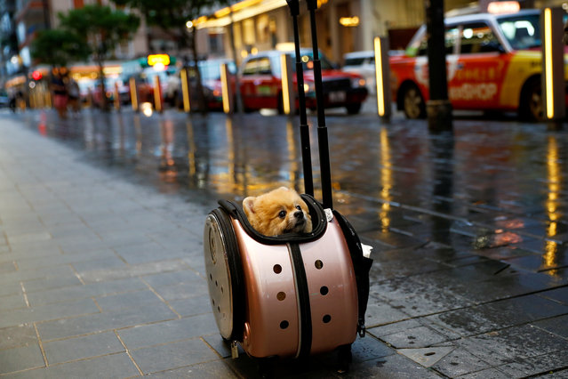 A Pomeranian dog sits in a rolling pet carrier in Hong Kong, China on September 4, 2019. (Photo by Kai Pfaffenbach/Reuters)
