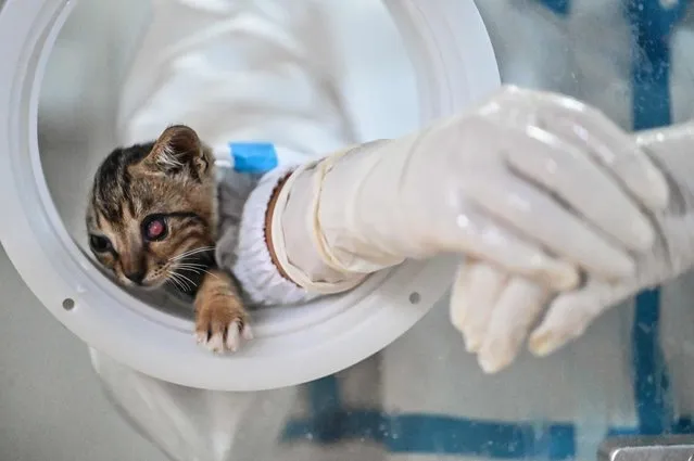 A cat is seen inside the hazmat-suit sleeve of a health worker taking swab samples from residents in the Jing'an district of Shanghai on June 6, 2022. The health worker said the cat accompanies her while on the job, as there is no one else to provide care for her feline if left at home during her long working hours. (Photo by Hector Retamal/AFP Photo)