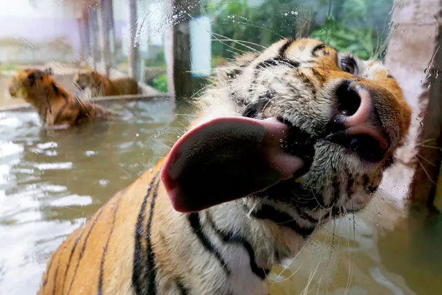 A Bengal tiger licks the glass cage as it takes a bath at Malabon Zoo Friday, July 11, 2014 at Malabon city, north of Manila, Philippines. (Photo by Francis R. Malasig)