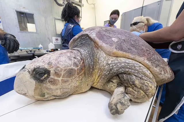 In this image provided by Zoo Miami. a loggerhead turtle is prepared for X-Rays  May 31, 2022, after she was brought to Miami Zoo's new  Sea Turtle Hospital in Miami. The turtle was rescued from the Port St. Lucie Power Plant after a shark attack left its left fin with exposed bone. (Photo by Ron Magill/Zoo Miami via AP Photo)