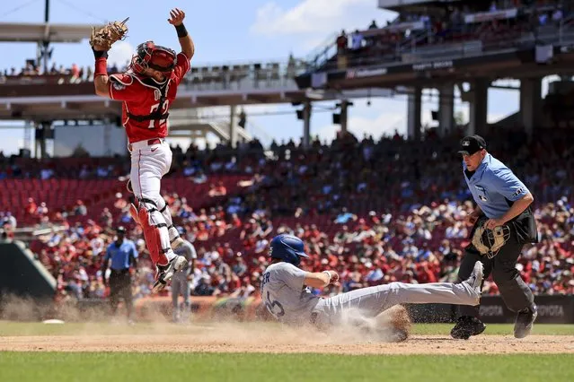 Los Angeles Dodgers' Cody Bellinger, right, scores a run on an hit by Freddie Freeman, as Cincinnati Reds' Chris Okey, left, leaps to field the throw during the eighth inning a baseball game in Cincinnati, Thursday, June 23, 2022. The Dodgers won 10-5. (Photo by Aaron Doster/AP Photo)