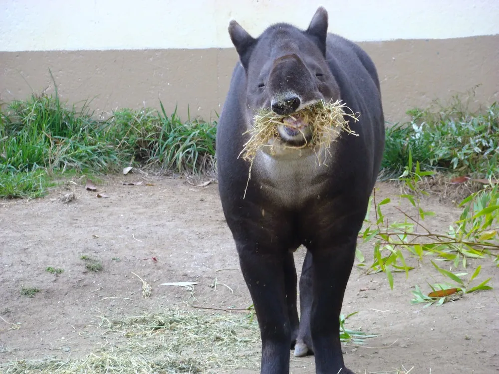 Funny Tapirs