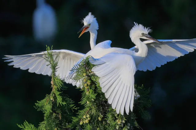 Egrets are seen at the Qidashan Forest Park in Xuyi County, east China's Jiangsu Province, August 9, 2017. (Photo by Zhou Haijun/Xinhua/Barcroft Images)