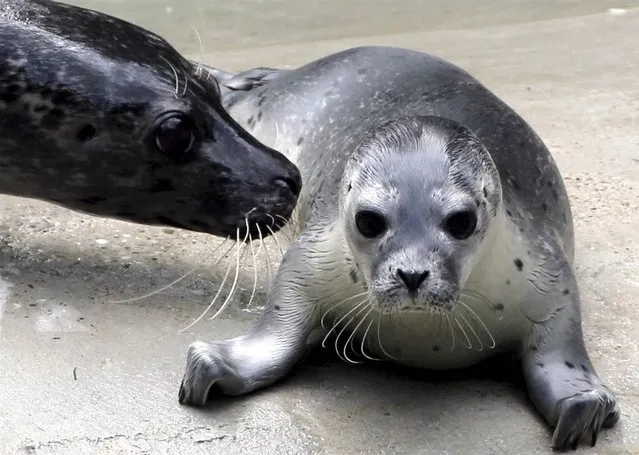 A six-day-old, unnamed seal cub lies under the watchful gaze of its mother, Inga