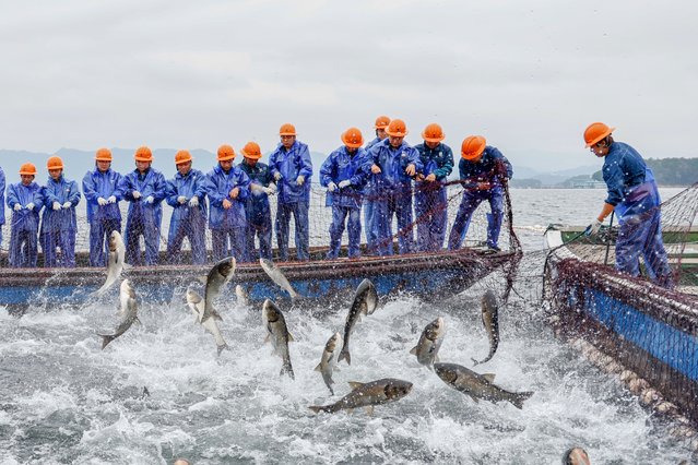 Fishermen pull a giant fishing net on the Qiandao Lake on October 31, 2024 in Hangzhou, Zhejiang Province of China. (Photo by Xie Hangkai/VCG via Getty Images)