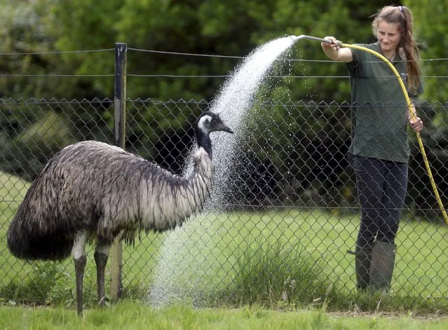 An emu has a cooling shower at Cotswold Wildlife Park near Burford in Oxfordshire, South East England on July 8, 2022. (Photo by Paul Nicholls/The Times)