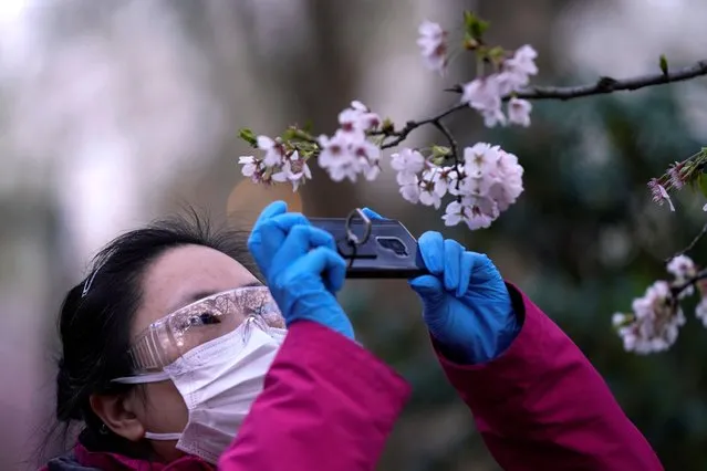 A woman with a protective mask takes pictures of blooming cherry blossoms at a park after the city's emergency alert level for coronavirus disease (COVID-19) was downgraded, in Shanghai, China on March 23, 2020. (Photo by Aly Song/Reuters)