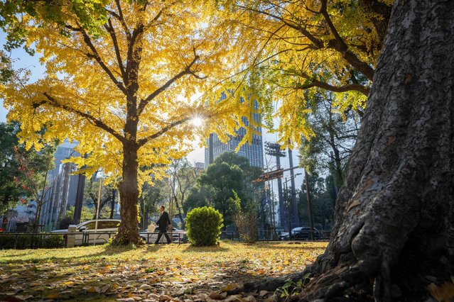 This picture taken on December 4, 2024 shows a man walking past the autumn leaves at a park in Tokyo. (Photo by Yuichi Yamazaki/AFP Photo)