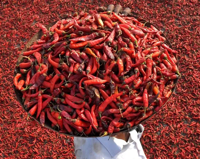 An Indian farmer carries a tray of red chillies as he walks on a roof where others are drying in the village of Sanour on the outskirts of Patiala on July 20, 2016. (Photo by AFP Photo/Stringer)
