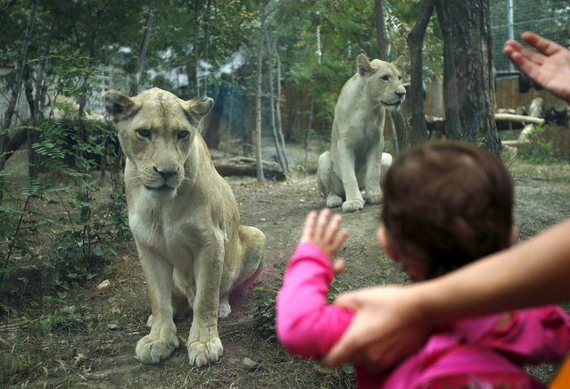 Lions sit inside their enclosure at the zoo in Tbilisi, Georgia, September 13, 2015. (Photo by David Mdzinarishvili/Reuters)