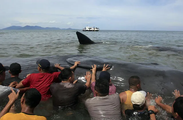 Rescuers attempt to push stranded whales back into the ocean at Ujong Kareng beach in Aceh province, Indonesia, Monday, November 13, 2017. An official said a small pod of whales was stranded at the beach and attracted hundreds of onlookers who posed for pictures with them. (Photo by AP Photo/Zulkarnaini)
