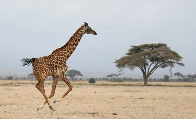 A giraffe runs in Amboseli National park, Kenya August 26, 2016. (Photo by Goran Tomasevic/Reuters)
