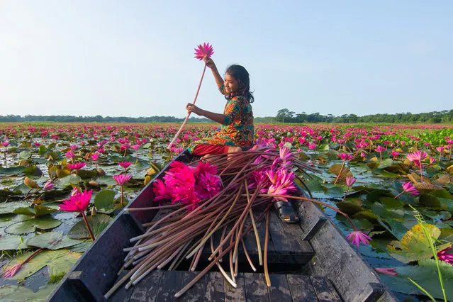 The “bils” (canal) covered with water lily look like an embroidered quilt drafted in the lap of nature. This eye soothing scene comes across ones view on a bil of Uttar Stla village under Uzirpur Upazila, 60 km away from Barisal Sadar Upazila on October 25, 2017. (Photo by Azim Khan Ronnie/Pacific Press/Barcroft Images)