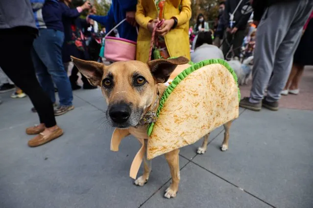 A dog is seen in a Halloween costume participates the Sunnyvale Pet Parade contest in Sunnyvale, California, United States on October 30, 2022. (Photo by Tayfun Coskun/Anadolu Agency via Getty Images)