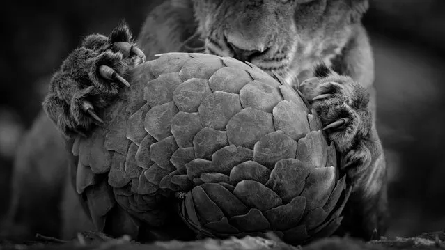 Playing pangolin by Lance van de Vyver, New Zealand/South Africa. Lance had tracked the pride for several hours before they stopped to rest by a waterhole, but their attention was not on drinking. The lions in South Africa’s Tswalu Kalahari Private Game reserve had discovered a Temminck’s ground pangolin. This nocturnal, ant-eating mammal is armour-plated with scales made of fused hair, and it curls up into an almost impregnable ball when threatened. (Photo by Lance van de Vyver/2016 Wildlife Photographer of the Year)
