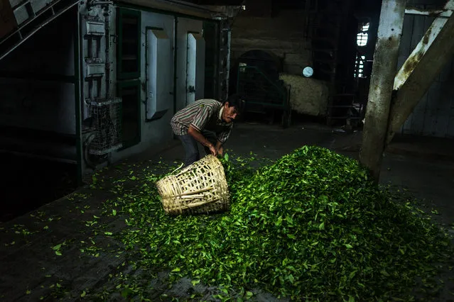 A worker collects tea leaves in a basket at the Makaibari Tea Estate factory in Kurseong, West Bengal, India, on Monday, September 8, 2014. (Photo by Sanjit Das/Bloomberg)