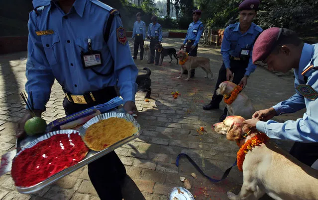 Nepalese policemen garland and apply vermillion on the foreheads of their dogs during the Tihar festival at a police kennel division in Katmandu, Nepal, Saturday, October 17, 2009. Nepalese are marking the five-day long festival of Tihar, and celebrations today were dedicated to the worship of dogs. (Photo by Gemunu Amarasinghe/AP Photo)