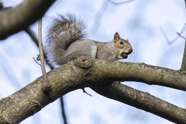 A squirrel searches for a seed in Regent's Park in London, United Kingdom on November 15, 2022. (Photo by RaÅid Necati AslÄ±m/Anadolu Agency via Getty Images)