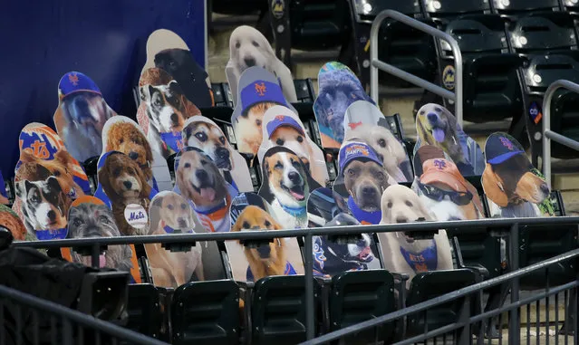 A section a cardboard cutouts of dogs in the left field seats at Citi Field in New York on August 7, 2020. (Photo by Charles Wenzelberg/The New York Post)
