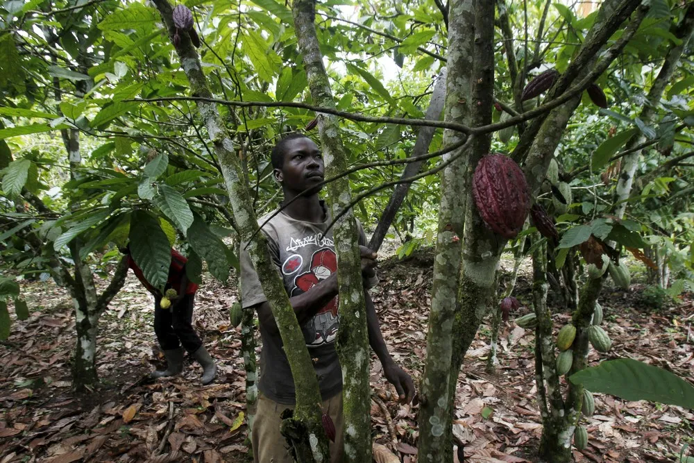 Ivory Coast Seeks to Save Forests From Illegal Cocoa Boom