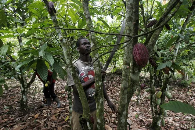 A farmer works on a cocoa plantation in the protected Gouin-Debe forest in Blolequin department, western Ivory Coast August 17, 2015. (Photo by Luc Gnago/Reuters)