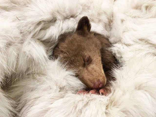 A bear cub that was found all alone in Los Padres national forest, California, sleeps at a San Diego wildlife centre on May 23, 2025. Biologists hope they can return him to the wilderness next year, provided he can learn to find food, seek shelter and avoid people. (Photo by Action Press via AP Photo)