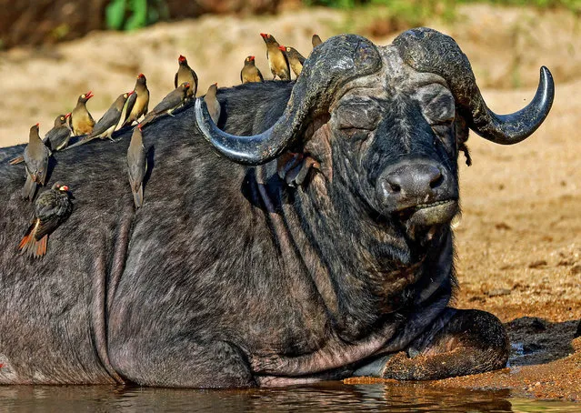 A gang of oxpeckers eats small ticks and other insects from the coat of an elderly buffalo at the Sabi Sands Game Reserve in Mpumalanga, South Africa in December 2022. (Photo by Anthony Goldman/Solent News)