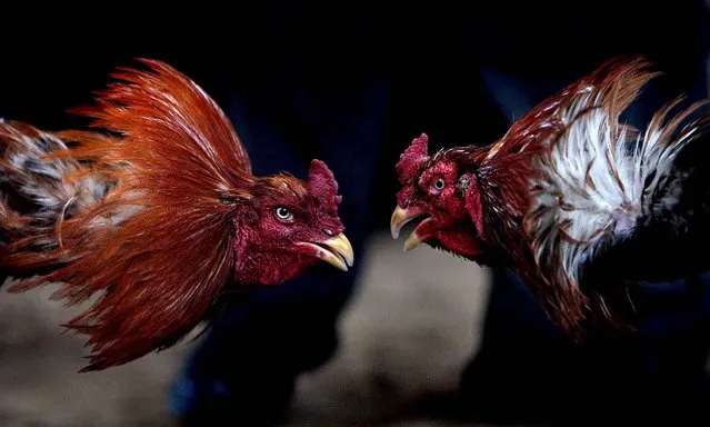 Roosters duel during a cockfighting match in Kabul. Cockfighting, known as “Murgh Janghi” In the Afghan Dari language, is a popular game among Afghans during the winter season. The heels and bills of the birds are sharpened before fights, which run around 4-6 rounds with each round lasting between 10 to 20 minutes with a gap of 5 minutes in between bouts. Some $2,000 to $4,000 can exchange hands among spectators placing bets during these fights. (Photo by Behrouz Mehri/AFP Photo)