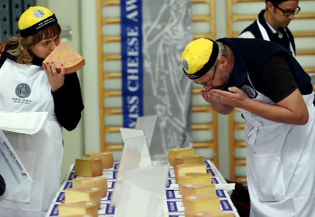 Judges inspect a piece of cheese during the Swiss Cheese Awards competition in Le Sentier, Switzerland September 23, 2016. (Photo by Denis Balibouse/Reuters)