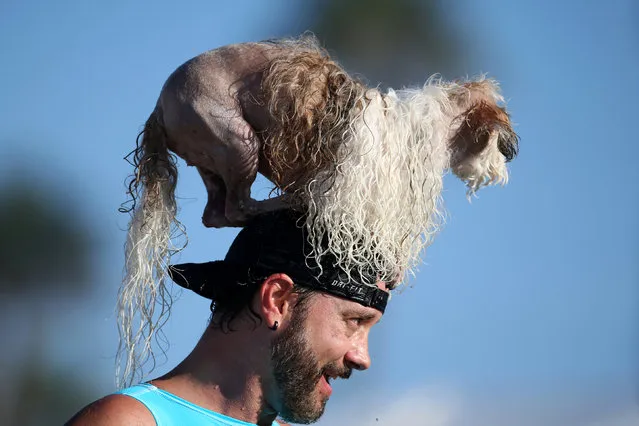 A man carries a dog on his head during the Surf City Surf Dog competition in Huntington Beach, California, U.S., September 25, 2016. (Photo by Lucy Nicholson/Reuters)