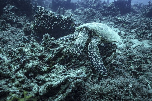 A sea turtle nibbles on what remains of the once vibrant reef at Havannah Harbour, off the coast of Efate Island, Vanuatu, on Sunday, July 20, 2025. (Photo by Annika Hammerschlag/AP Photo)