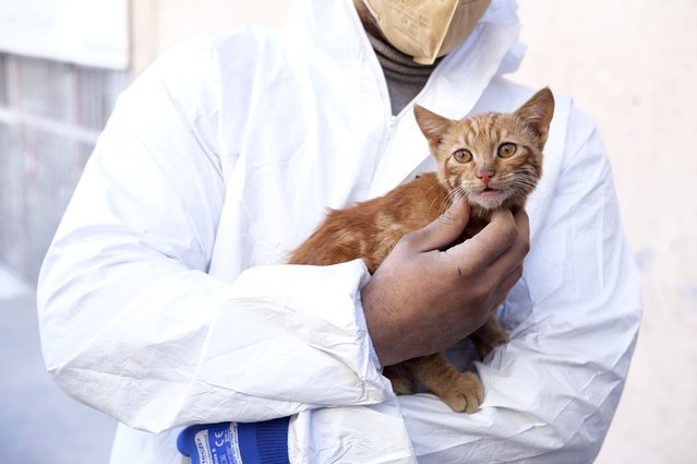 A rescue worker holds a young cat pulled out from a collapsed building in Kahramanmaras, Turkey, Thursday, February 16, 2023. More than 39,000 people have died in Turkey as a result of last week's earthquake, making it the deadliest such disaster since the country's founding 100 years ago. While the death toll is almost certain to rise even further, many of the tens of thousands of survivors left homeless were still struggling to meet basic needs, like finding shelter from the bitter cold. (Photo by Ismail Coskun/IHA via AP Photo)