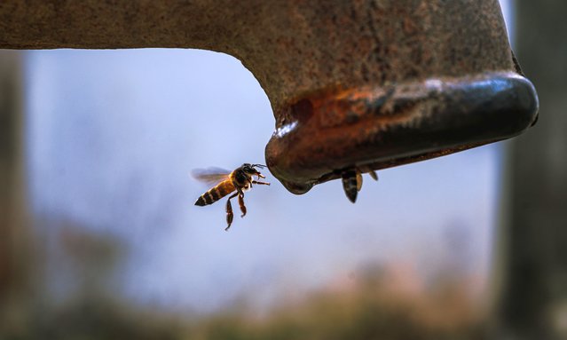 Bees are collecting drinking water from a tube well while flying at Nabin Nagar, west Bengal, India on December 26, 2022. (Photo by Soumyabrata Roy/NurPhoto via Getty Images)