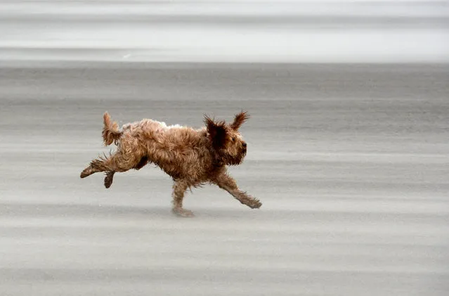 A dog named Ted runs along the beach on December 10, 2014 in Blackpool, United Kingdom. High winds and large waves hit the North West Coast of the UK and Northern Ireland today. (Photo by Nigel Roddis/Getty Images)