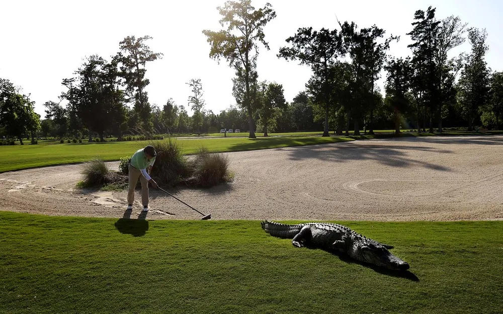 The Week in Pictures: Animals, April 20 – April 26, 2013