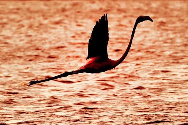 A Flamingo (aka Phoenicopterus Roseus) flies over a reservoir in Atlit, north of Tel Aviv, on October 18, 2020. Flamingos pass through Israel on their way to Africa then again when they return to Europe in the summer. (Photo by Jack Guez/AFP Photo)