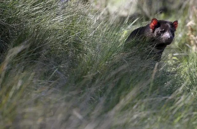 A Tasmanian Devil sits among tall grass as a shipment of healthy and genetically diverse devils to the island state of Tasmania are prepared, at the Devil Ark sanctuary in Barrington Tops on Australia's mainland, November 17, 2015. (Photo by Jason Reed/Reuters)