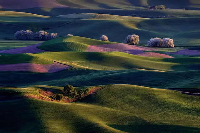 “Sunrise on Palouse Hills”. The sun's first rays warm the rolling hills of the Palouse Country in Eastern, Washington. Location: North of Colfax, Washington. (Photo and caption by Randall Roberts/National Geographic Traveler Photo Contest)