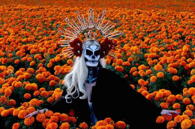 A woman dressed as “Catrina” poses for a photograph amidst a field of Cempazuchitl flowers – Mexican Marigold (Tagetes erecta) – as part of the preparations for the Day of the Dead celebration at Rancho San Juan Diego in Tlajomulco de Zúñiga, Jalisco State, Mexico, on October 25, 2024. On November 2, Mexico celebrates the “Dia de los Muertos” (Day of the Dead) to pay respects to friends and family members who have died. (Photo by Ulises Ruiz/AFP Photo)