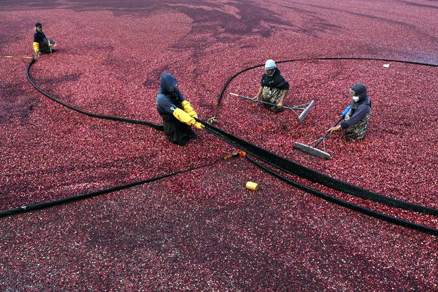 Workers adjust floating booms while wet harvesting cranberries at Rocky Meadow Bog, Friday, November 1, 2024, in Middleborough, Mass. (Photo by Charles Krupa/AP Photo)