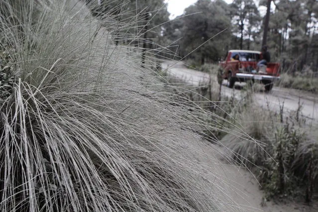 A truck drives past ash-covered plants near the Popocatepetl volcano in Paso de Cortes July 6, 2013. Mexican authorities raised the alert level for the Popocatepetl volcano on Saturday after an increased level of explosive activity belched ash over Mexico City and pushed international airlines to suspend flights.The alert level for the towering Popocatepetl volcano, located some 50 miles (80 km) to the southeast of the capital, was raised to yellow phase three from yellow phase two, Mexico's National Center for Disaster Prevention said in a statement. (Photo by Imelda Medina/Reuters)