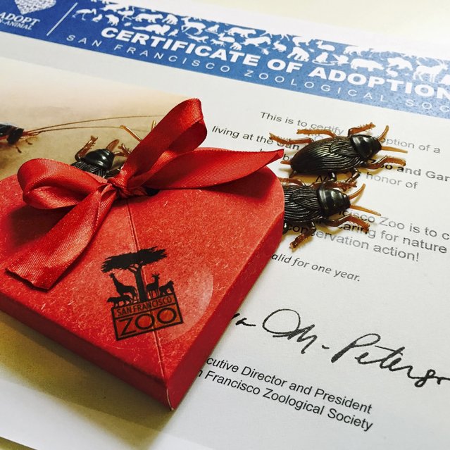 A Certificate of Adoption with a box of fake cockroaches is pictured in this undated handout photo provided by the San Francisco Zoo. The San Francisco Zoo is giving the spurned and broken-hearted a new reason to mark Valentine's Day – the chance to adopt a giant scorpion or hissing cockroach named after a heart-trampling ex. (Photo by Reuters/San Francisco Zoo)