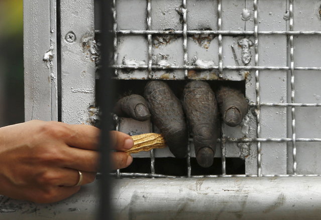 A keeper gives peanut to an orangutan inside a cage shortly after it arrived from Thailand at Halim Perdanakusuma airport in Jakarta, November 12, 2015. Fourteen orangutans smuggled into Thailand illegally were sent back to Indonesia on Thursday, but the operation was not without incident – one of the powerful apes tore a wildlife officer's finger off when he tried to put them in cages. (Photo by Reuters/Beawiharta)