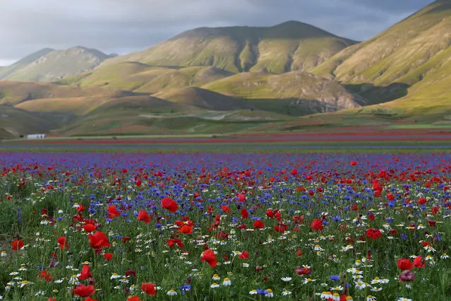 A view of fields of flowers in Castelluccio di Norcia near Perugia, Italy, July 12, 2018. (Photo by Alessandro Bianchi/Reuters)