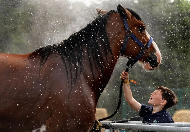 Harry Martin from Guildy Farm near Dundee watches Flash the clydesdale horse being washed at the Royal Highland Centre in Ingliston, Edinburgh on Wednesday, June 21, 2023, ahead of the Royal Highland Show which runs from Thursday to Sunday. (Photo by Andrew Milligan/PA Images via Getty Images)
