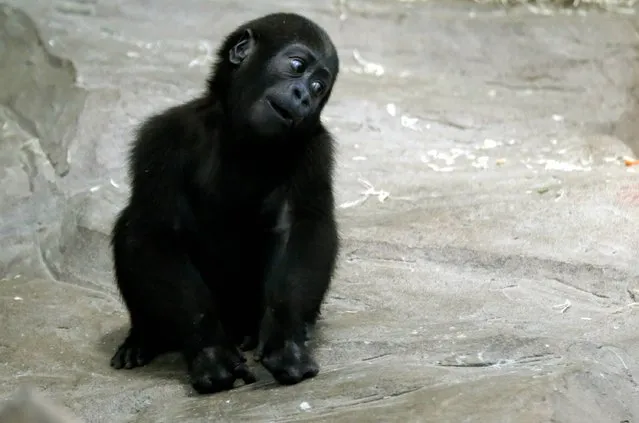 A baby gorilla sits inside an air conditioned room at a zoo in Shanghai, China, Wednesday, August 7, 2013. Hot weather has set in with temperatures rising up to 40 degrees Celsius (104 degrees Fahrenheit) in Shanghai. (Photo by Eugene Hoshiko/AP Photo)