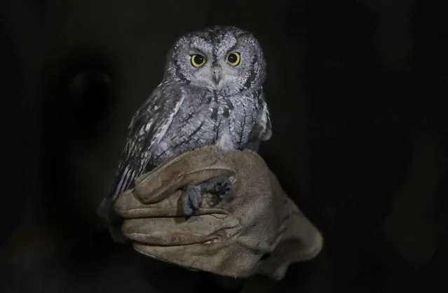 Researcher Rodrigo Medellin from UNAM's Institute of Ecology holds an owl as he and his students catch and release birds on campus as part of a nighttime field study to identify bird species on the university campus in Mexico City, Tuesday, March 16, 2021. According to Medellin, this owl is called in Spanish “Tecolote del Oeste”, and its scientific name is Megascops kennicottii. In English, it is known as a Western screech owl. (Photo by Marco Ugarte/AP Photo)