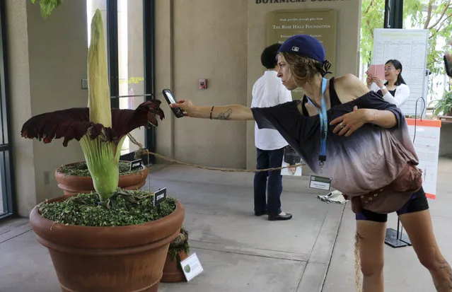A visitor takes a picture of the so-called corpse flower, known for the rotten stench it releases when it blooms, at the Huntington Library Friday, August 17, 2018, in San Marino, Calif. Corpse flowers typically take 15 years to reach a mature blooming size, and blooms usually only last 24 hours. (Photo by Ariel Tu/AP Photo)