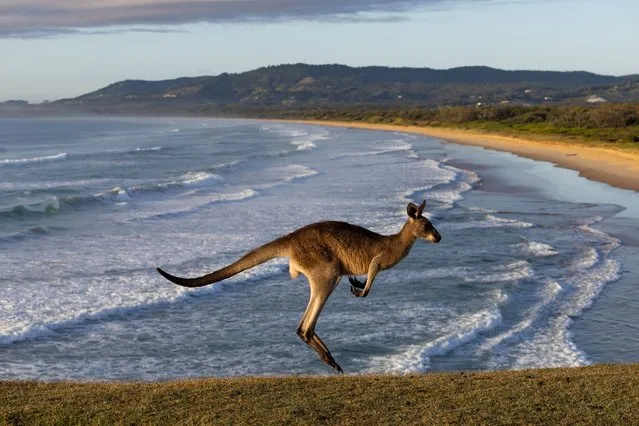 An Eastern Grey Kangaroo is seen at Look At Me Now Headland on November 25, 2022 in Coffs Harbour, Australia. As spring gives way to summer on Australia's east coast, many areas that were badly hit by a prolonged year of heavy rains are hoping for clearer skies and better weather for the season. (Photo by Matt Jelonek/Getty Images)