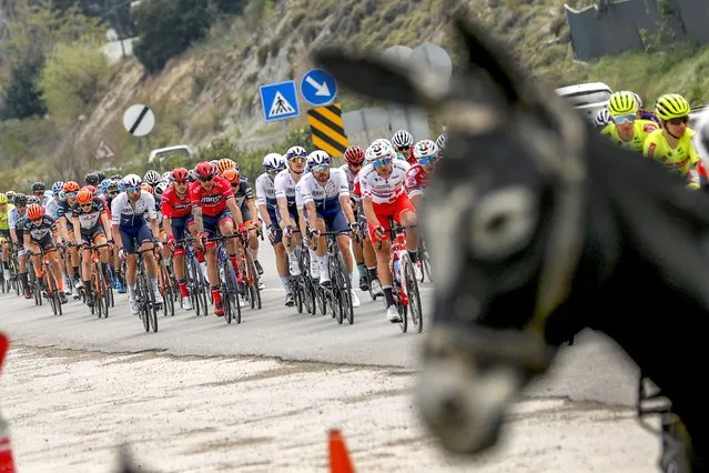 A donkey photobombs the Tour of Turkey in Antalya, Turkey on April 14, 2021. (Photo by Anadolu Agency/Getty Images)